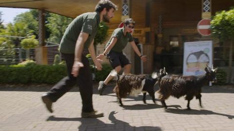 Goats being herded through a zoo