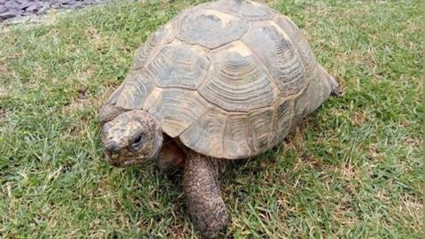 Speedy the tortoise sits on the grass in a garden. She has a brown and beige shell and a scaly head and legs. 
