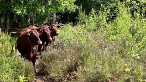 Sussex cattle at a nature reserve walking in a line on a heathland path with woodland behind them.
