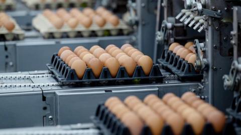 An egg production line with dozens of eggs coming out of machines onto trays