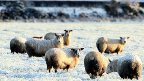 White fluffy sheep in a field covered in snow. There are trees and hedges around the outside of the field.