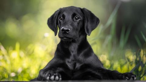 A stock image of a handsome black Labrador puppy