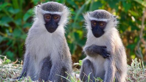 Two vervet monkeys - small with pale fur and black faces - pictured in the grass