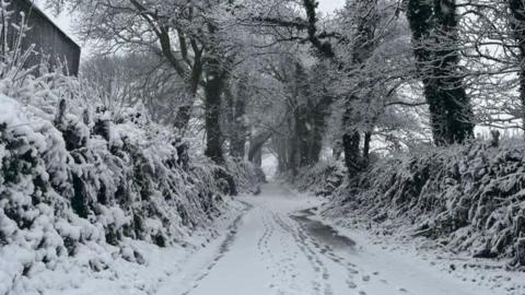 Footprints in snow covered lane with trees either side