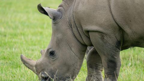 Amara the rhino grazing on the grass.