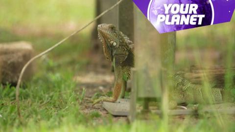 A lizard