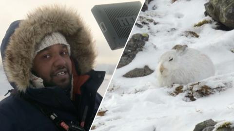 Hamza and mountain hare