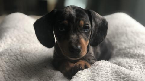 Eddie, a miniature dachshund, sat on a grey blanket