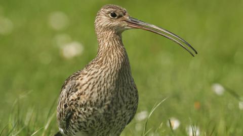 A close up photo of a curlew. It has brown and cream feathers and a long thin beak. It is standing in green grass.