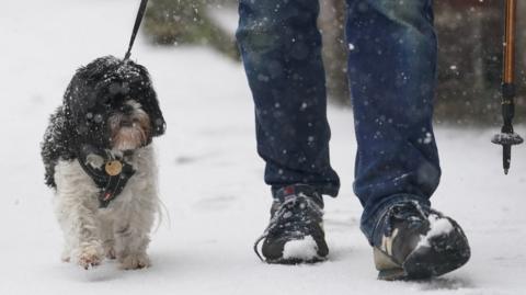 Dog walking through snow in Kent