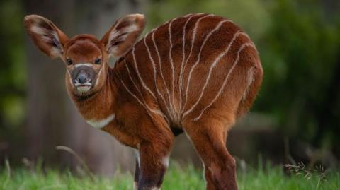 An antelope with big ears, rust-red coloured coat with bold white vertical stripes. 