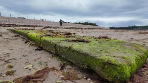A moss covered pipe on a beach.