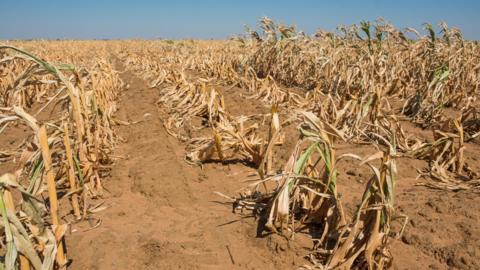 A dried out field of maize corn plants with red-brown coloured earth and wilting plants.