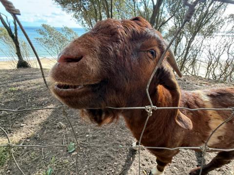 A red-brown goat peers through a metal link fence at the camera behind it trees and a beach can be seen with the sea