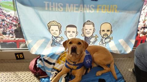 Golden Labrador Barnby sits in front of a Manchester City banner with a bue harness on him.