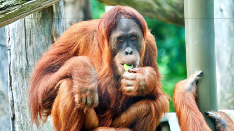 An orangutan at Sydney Zoo