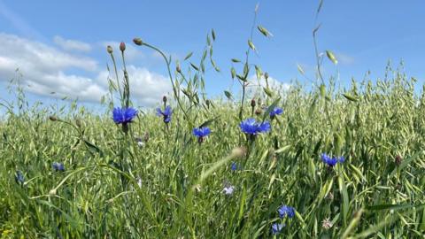 Close-up of blue cornflowers in the foreground with blue sky and a few white clouds behind