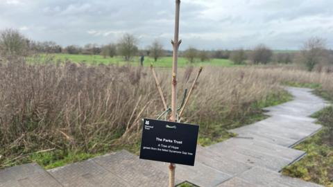 The newly planted sapling, with a black rectangular card hung around it. The National Trust logo is in the top left. The sign reads: "The Parks Trust, A Tree of Hope grown from the felled Sycamore Gap tree". There are a few buds coming out of the branches.