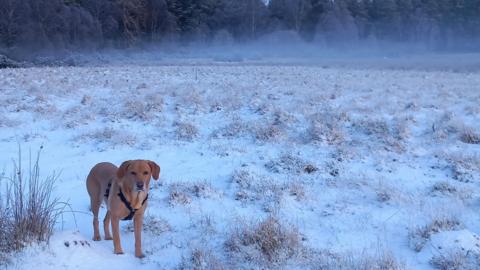 Snow covered field in front of a tree line, with early morning mist and a dog on a walk