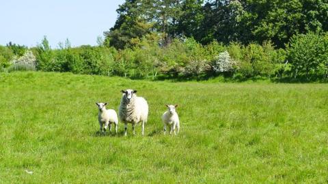 A sheep a two lambs stare at the camera from a lush green meadow with trees lining the edge and a blue sky
