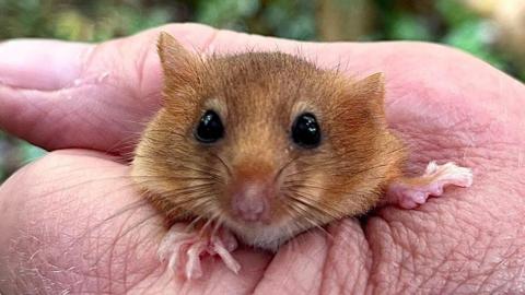 A close up of a brown Hazel Dormouse being tightly held.