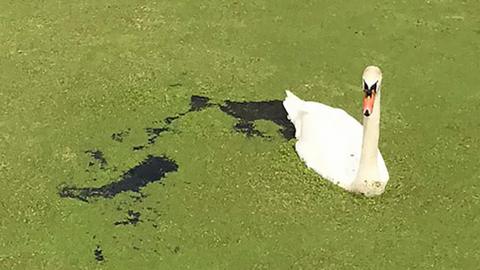 Swan swims in sewage