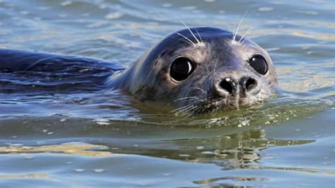 A grey seal pup in the water at Newburgh in Aberdeenshire, its nose and eyes are above water level.