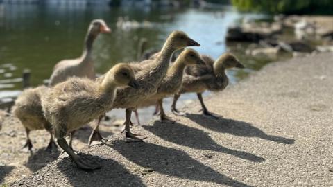 A line of fluffy goslings in the foreground leaving the watcher and climbing onto a concrete surface, with an adult goose out of focus in the background. It is a sunny day. 