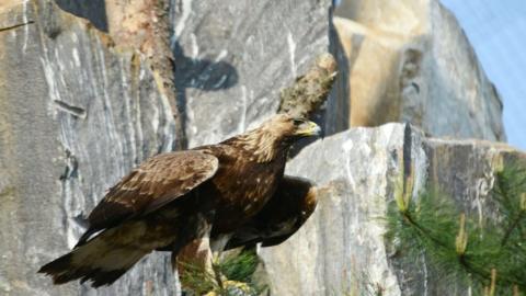 The endangered golden eagle