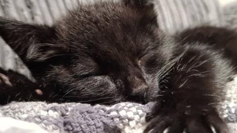 Sleeping black cat