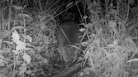 First beaver kit born in Dorset