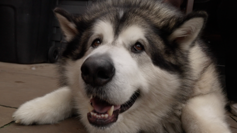 Mal the dog laid down. He is a large white and black fluffy dog with a big black nose and brown eyes. He has his mouth open.