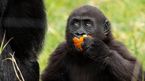 A baby gorilla enjoys her Halloween treat and looks up at an adult gorilla.