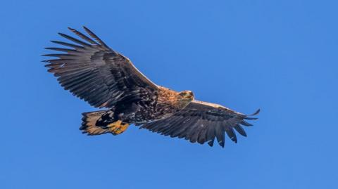 A juvenile white-tailed eagle in flight with a blue sky background