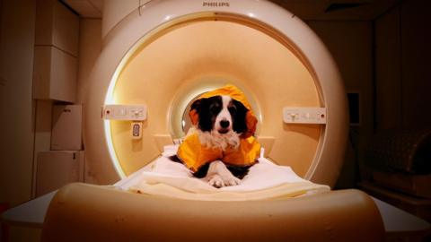 The image shows a border collie looking happy and relaxed as it sits on a fat bed that is inside the cylinder of a medical scanner. The dog has its paws crossed and is looking directly at the camera. 