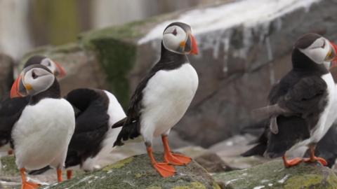 Puffins on a rock.