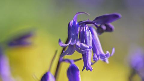 A bluebell