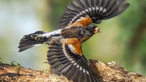 Brambling male