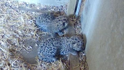 Two leopard cubs curled up on a bed of straw.