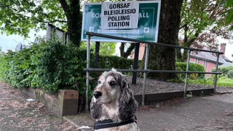 A dog standing in front of a polling station sign