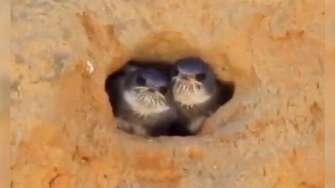 Sand martin chicks