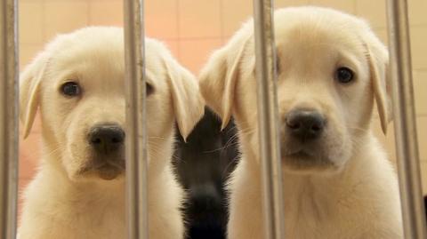 Two puppies in their kennel