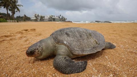 A dead Olive Ridley sea turtle (Lepidochelys olivacea) washed ashore on the beach at Mount Lavinia in the suburbs of Colombo, Sri Lanka, 24 June 2021.