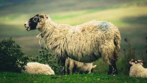 Blackface sheep