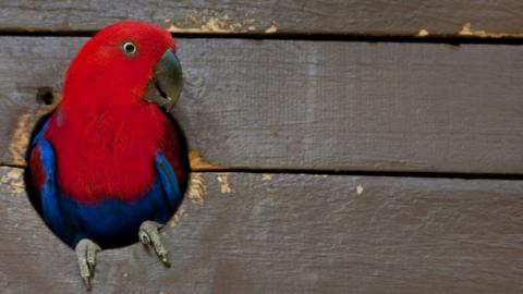 Female eclectus parrot