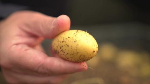 Hand holding a small potato