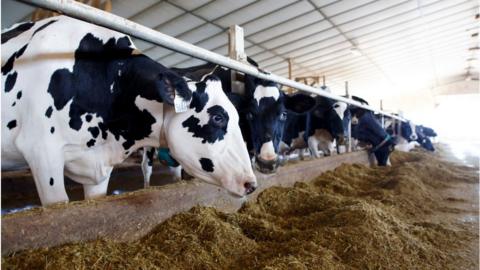 Cows in Canada, like these, are being put on a diet of less palm fat