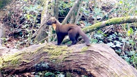 Pine marten