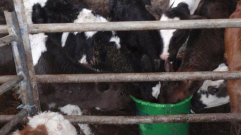 Cows drinking from same bucket
