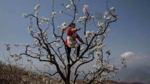woman in tree